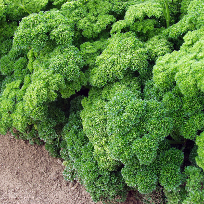 بذر جعفری فر معطر چهار فصل پالم کد 150 بذر جعفری فر معطر چهار فصل پالم کد 150