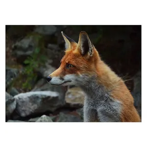 Wensoni Cunning Fox Chassis Size 50 x 70 Cm