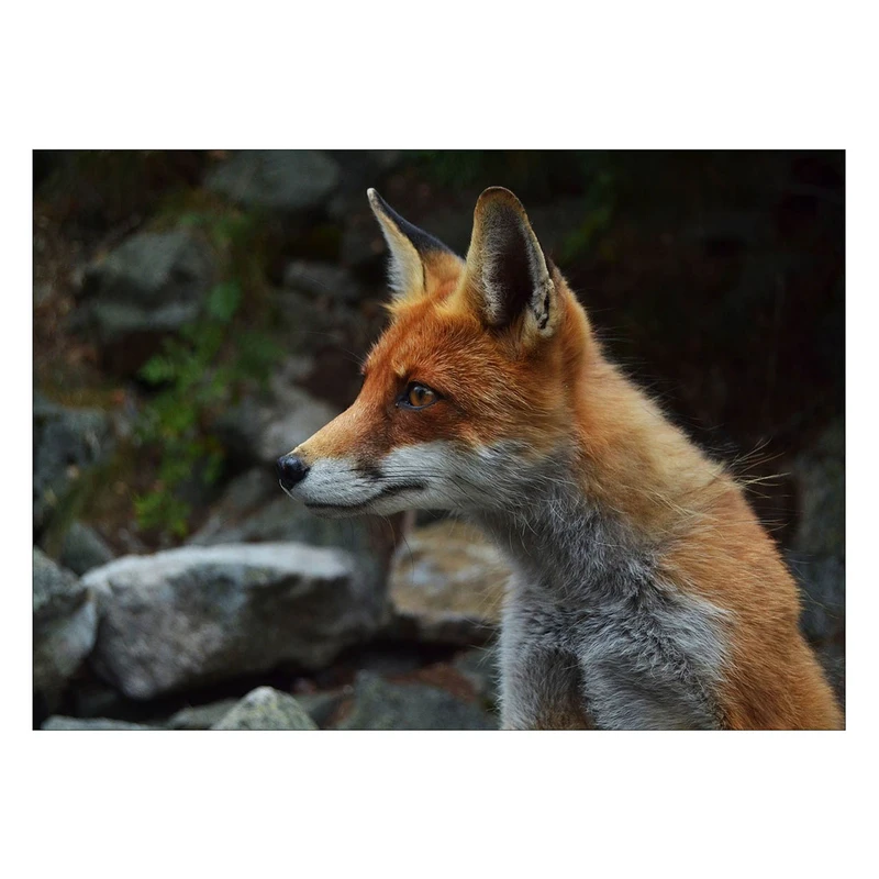 تابلو شاسی ونسونی طرح Cunning Fox سایز 50 × 70 سانتی متر