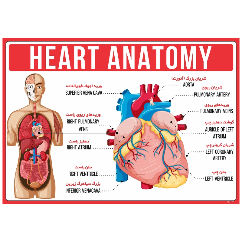 پوستر آموزشی مستر راد مدل آناتومی قلب کد fiory 1794 عکس شماره 1