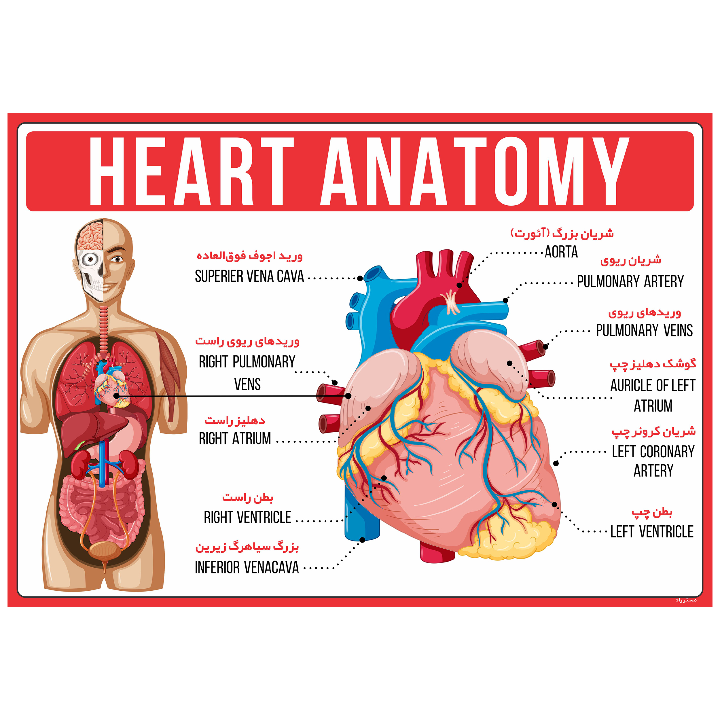 پوستر آموزشی مستر راد مدل آناتومی قلب کد fiory 1794