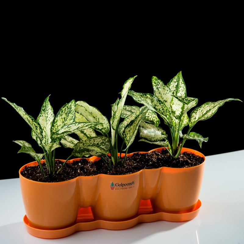 گلدان گلپونه مدل نارسیس سه قلو