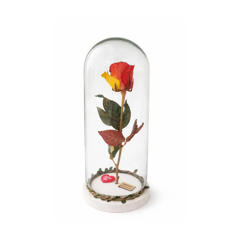 گل رز جاودان آرامیس مدل Love2026