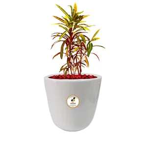 گیاه طبیعی کروتون رشته ای گلباران سبز گیلان مدل GN13-2FL