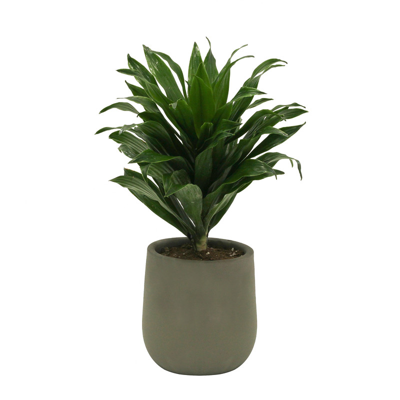 گیاه طبیعی دراسنا کامپکت کد D_001 گیاه طبیعی دراسنا کامپکت کد D_001