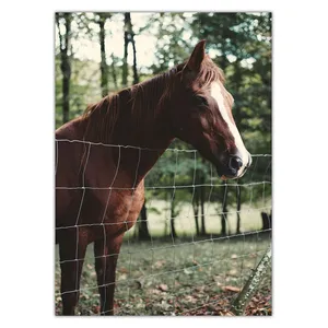 Wensoni Horse in Hippodrome Chassis Size 50 x 70 Cm
