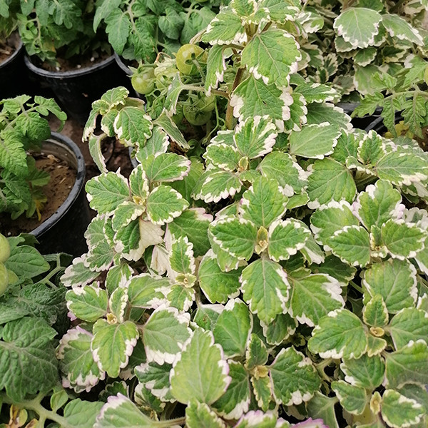 گیاه طبیعی شمعدانی عطری مدل 5161316