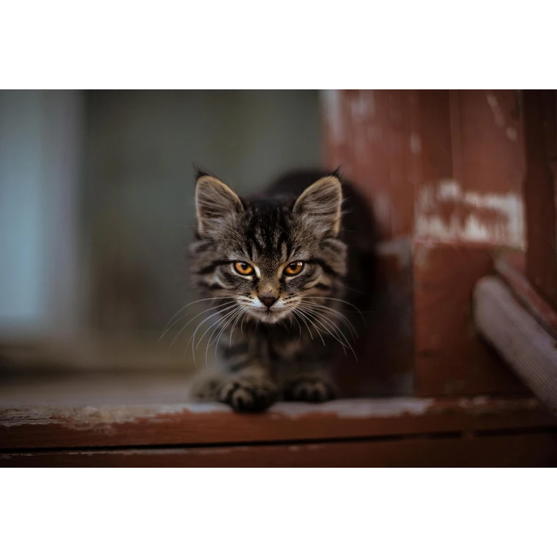 تابلو شاسی طرح گربه مدل T1725
