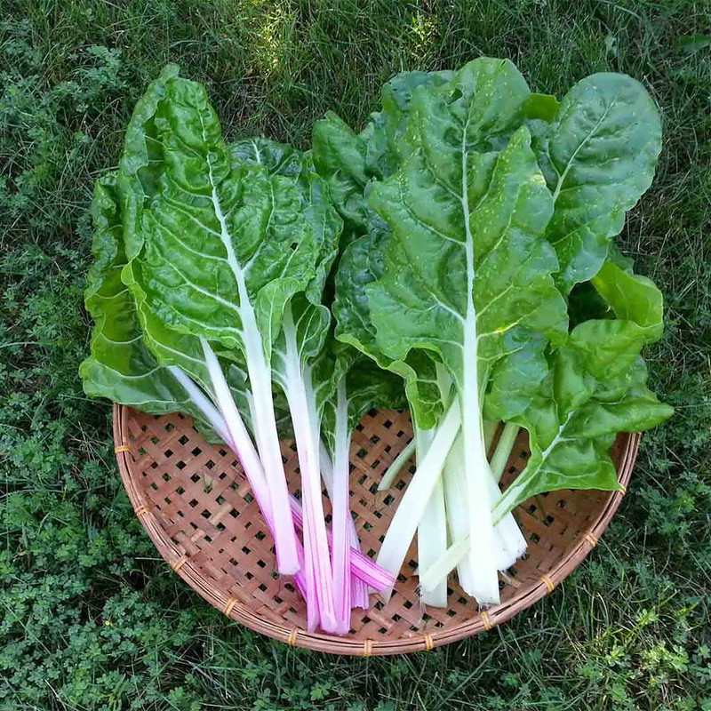 بذر چغندر سفید برگی جی پی سید مدل GP4490