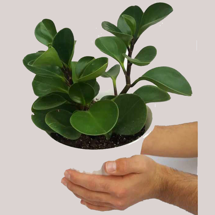 گیاه طبیعی برگ قاشقی کد gh01