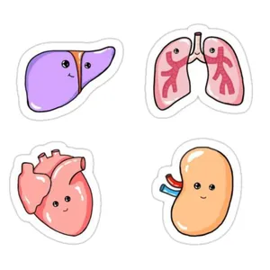 استیکر لپ تاپ و موبایل طرح آناتومی فانتزی مجموعه 4 عددی 