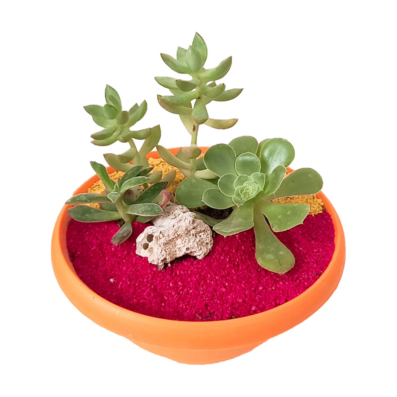 کاکتوس طبیعی مدل 03