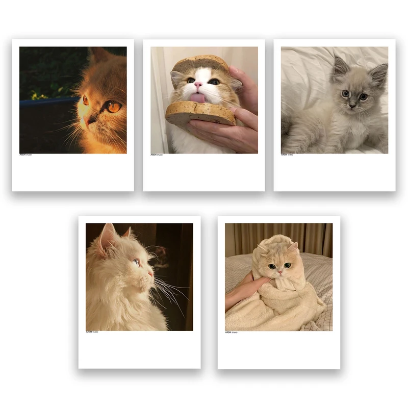 آویز تزیینی عرش مدل فانتزی گربه بامزه کد Asa313 مجموعه پنچ عددی