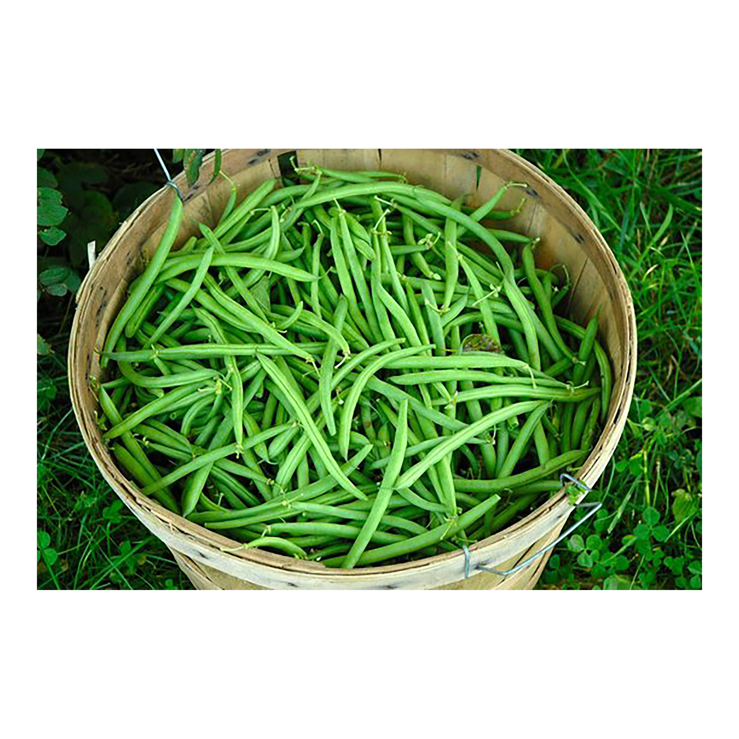 بذر لوبیا سبز گرین فارم کد 003 بسته 3 عددی