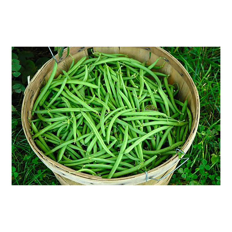 بذر لوبیا سبز گرین فارم کد 003 بسته 3 عددی