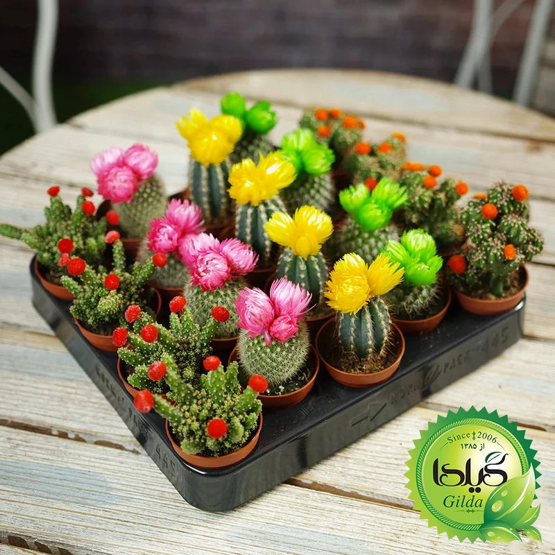 عکس شماره 7 : خاک کاکتوس و ساکولنت گیلدا مدل gc04l حجم 4 لیتر