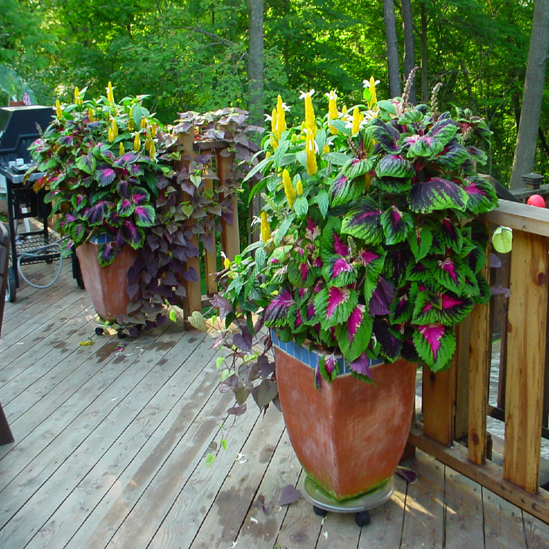 بذر گل حسن یوسف رز سانیا سید مدل Rose