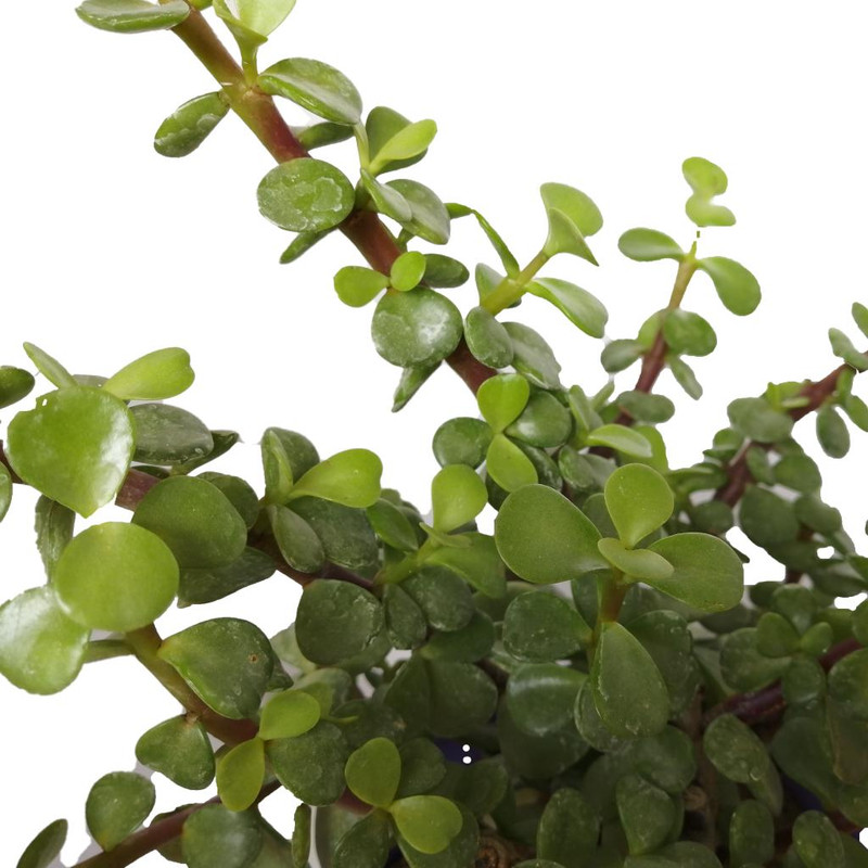 گیاه طبیعی کراسولا خرفه ای کد rp01