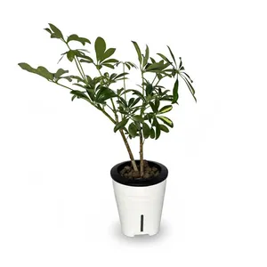 شفلرا گلآرون مدل هیدروپنیک p14