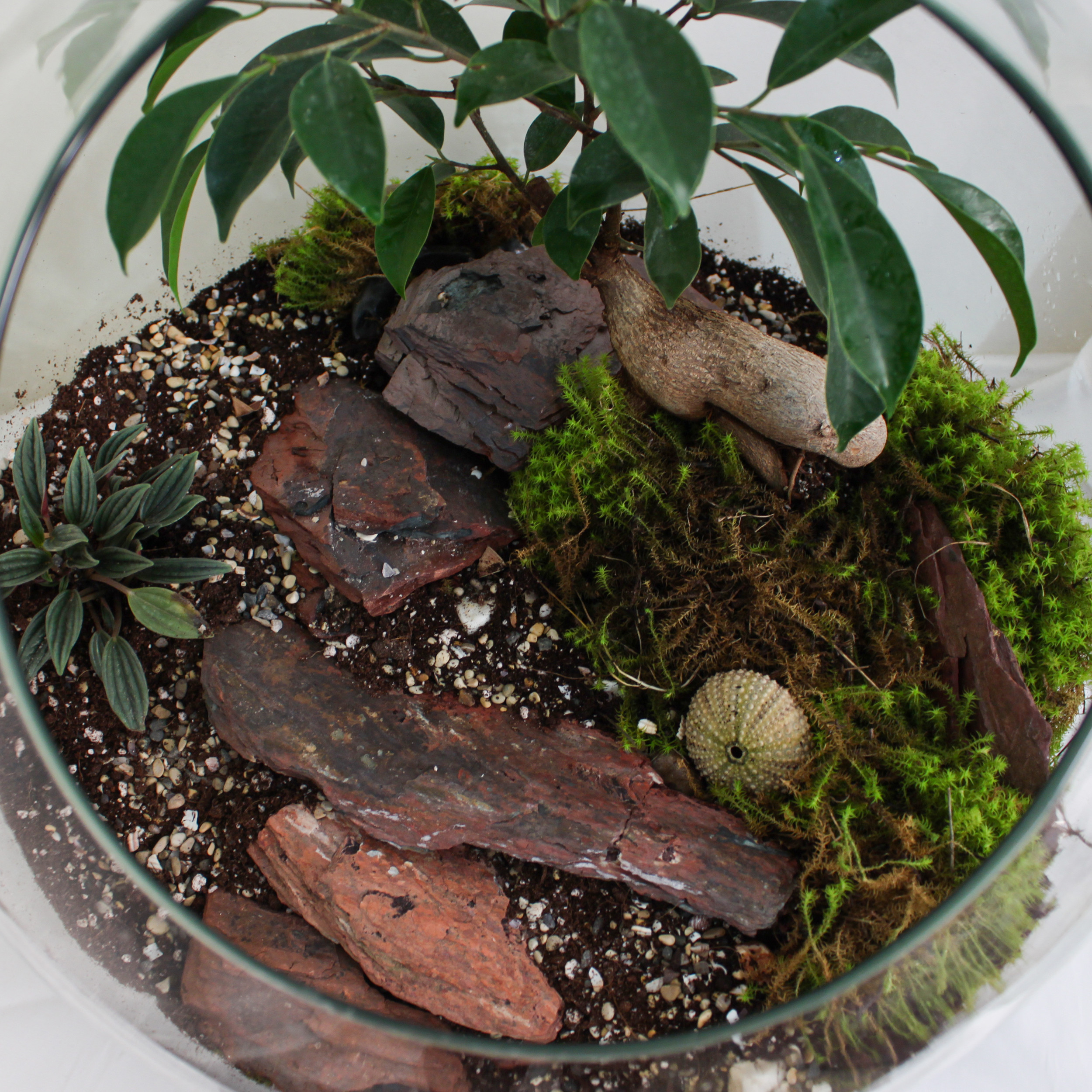 تراریوم گیاه طبیعی کد huge-7000