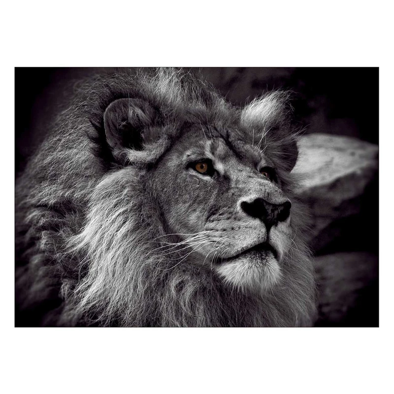 تابلو شاسی ونسونی طرح Contemplative Lion سایز 50 × 70 سانتی متر