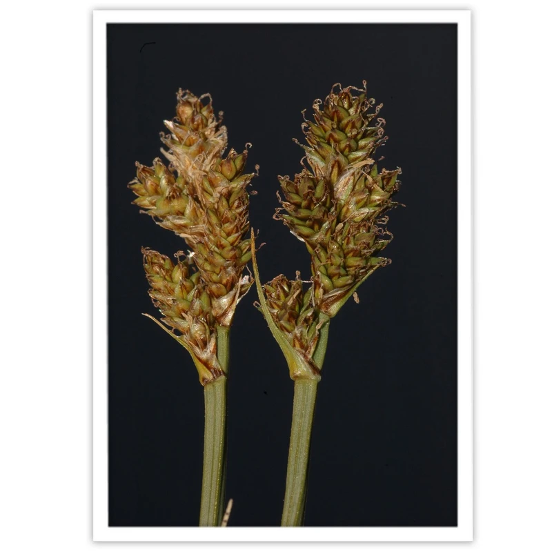 تابلو بکلیت طرح عکاسی طبیعت شکوفه گندم مدل W-10054