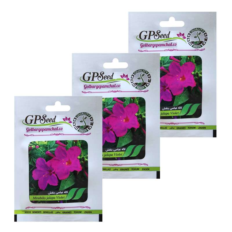 بذر گل لاله عباسی بنفش گلبرگ پامچال مدل A6 مجوعه 3 عددی