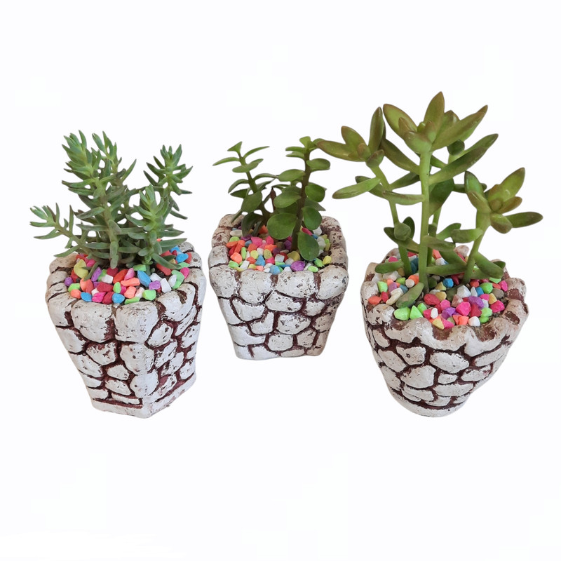 گیاه طبیعی خانواده ساکولنت کد 246 مجموعه 3 عددی