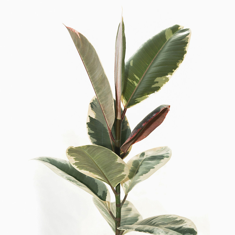 گیاه طبیعی فیکوس الاستیکا خانه سبز پیچک مدل ابلق