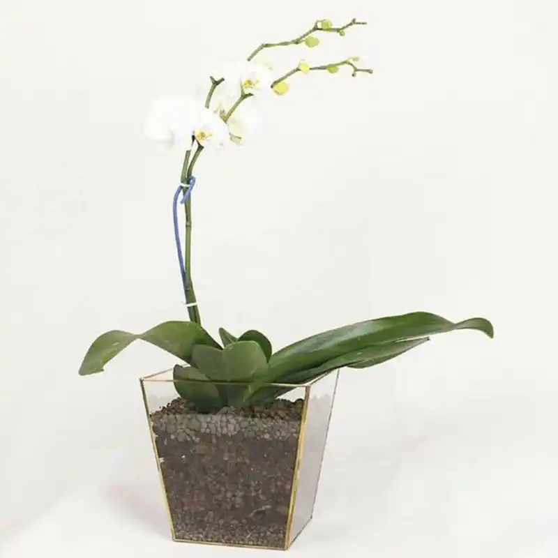 باکس شیشه ای مدل ناپل کد MT 341561