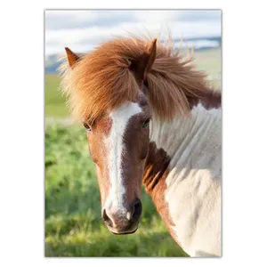 Wensoni Blond Horse Chassis Size 50 x 70 Cm