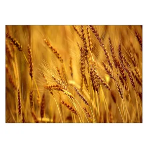 Wensoni Wheat Chassis 40 x 30