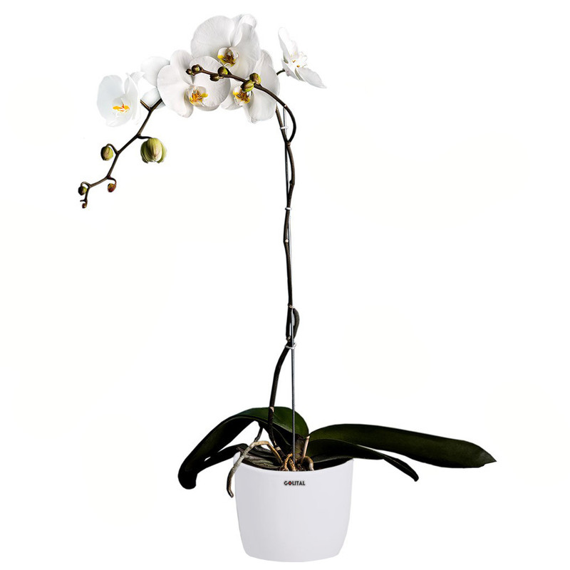 گلدان ارکیده گلیتال مدل GTL142