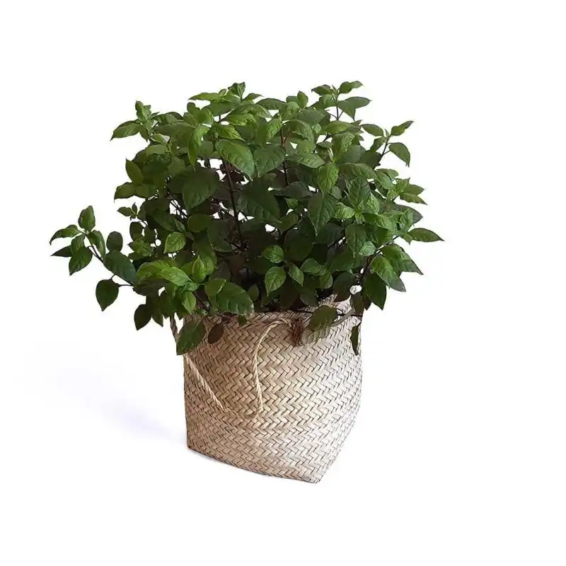 سبد حصیری مدل استوانه 27-27