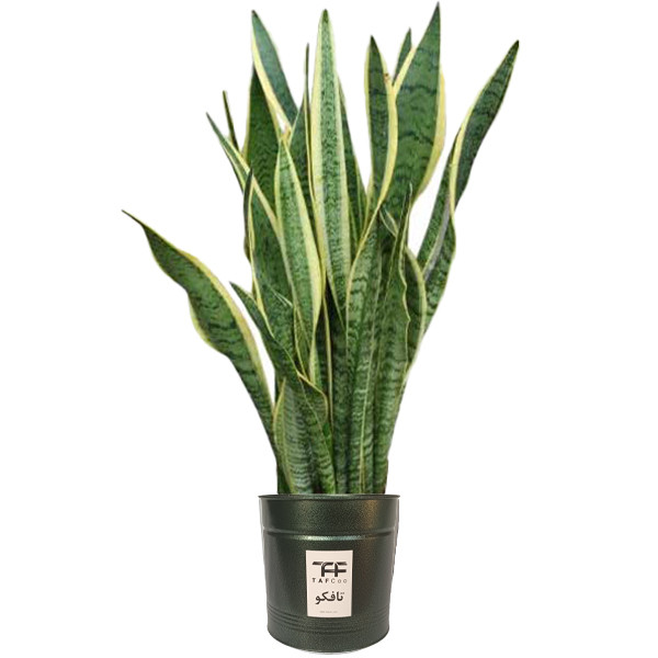 گل طبیعی سانسوريا ابلق تافکو کد 2030 گل طبیعی سانسوريا ابلق تافکو کد 2030