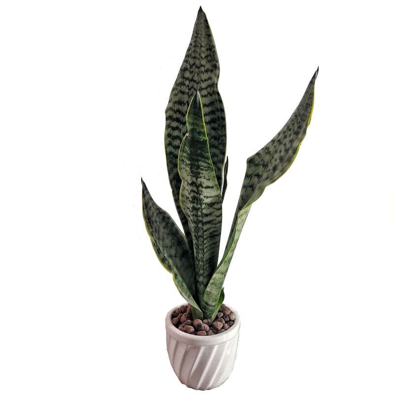 گیاه طبیعی سانسوریا کرواتی مدل امریکن