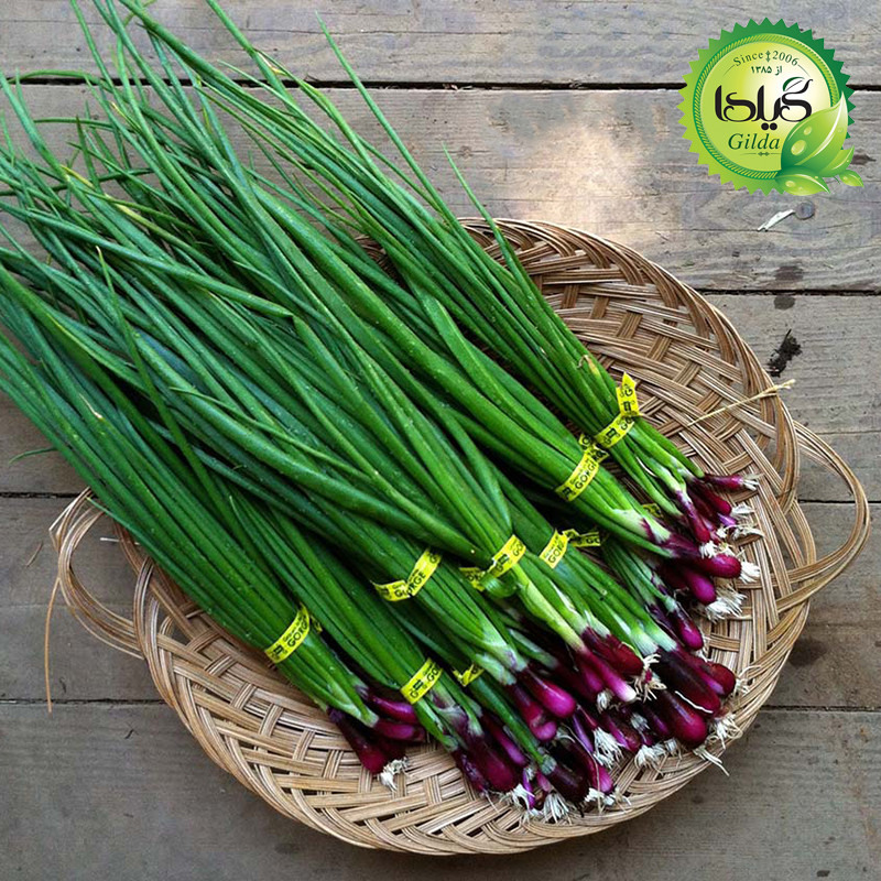 بذر پیازچه قرمز گیلدا کد 123