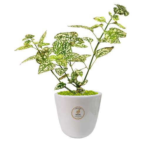 گیاه طبیعی گل سنگ شرکت گلباران سبز گیلان مدل GN13-29S