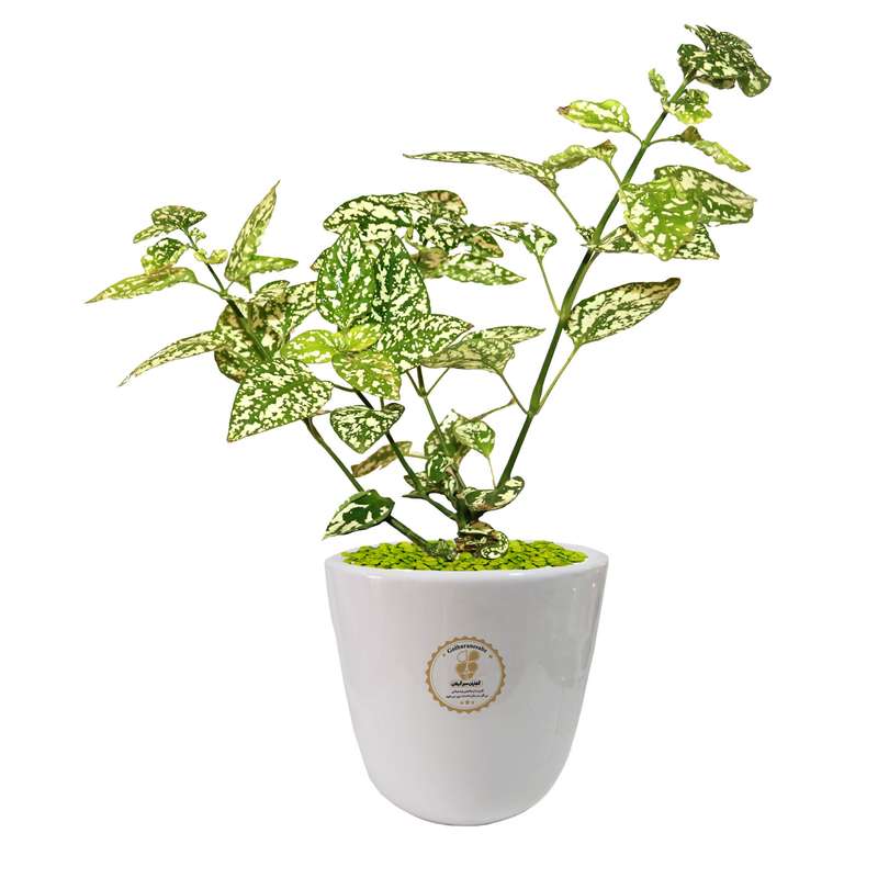 گیاه طبیعی گل سنگ شرکت گلباران سبز گیلان مدل GN13-29S