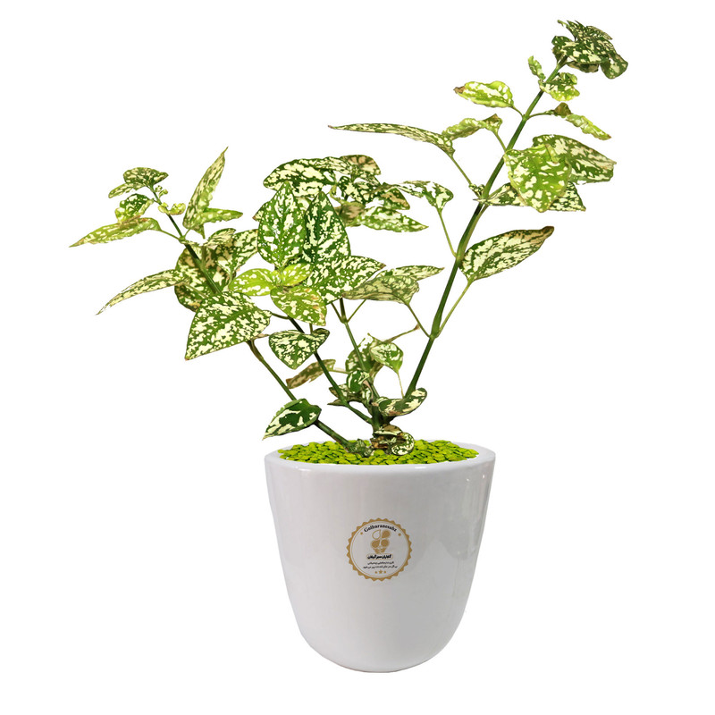 گیاه طبیعی گل سنگ شرکت گلباران سبز گیلان مدل GN13-29S