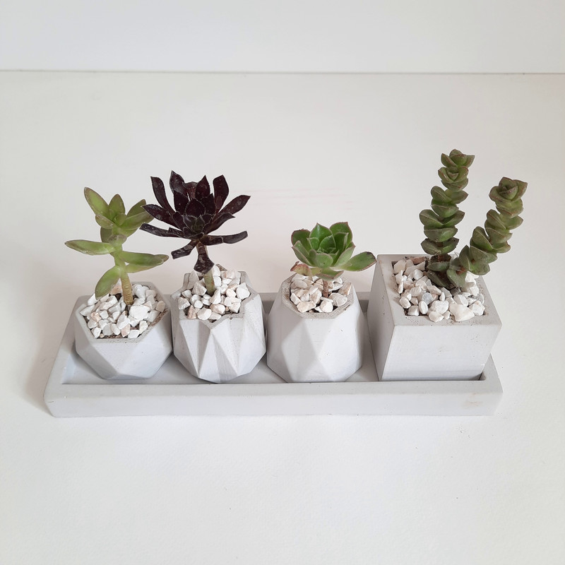 گیاه طبیعی کاکتوس و ساکولنت کد 003 مجموعه 5 عددی