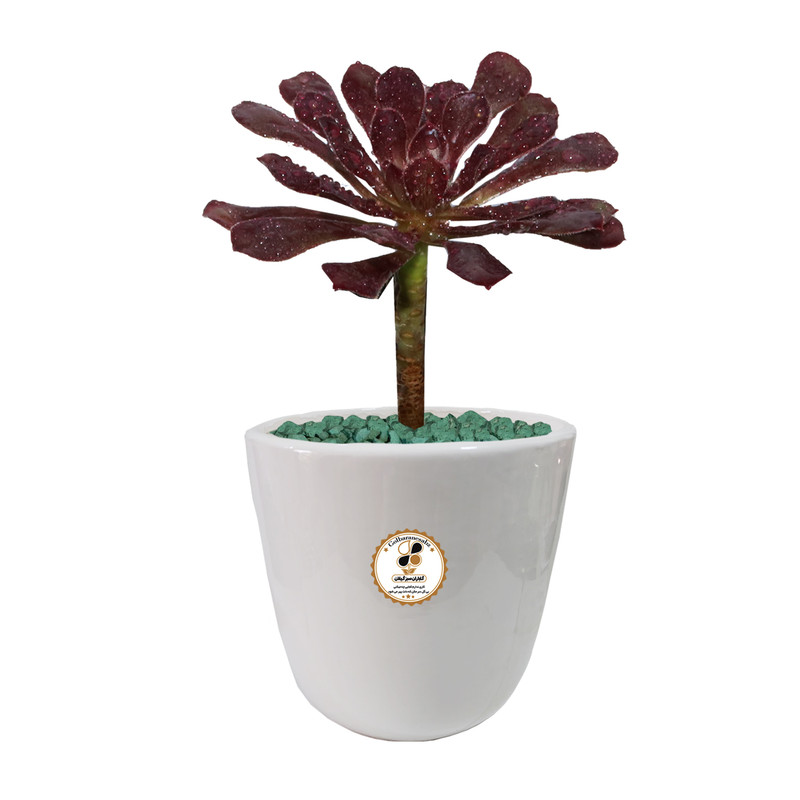 گیاه آئونیوم ناز بشقابی قرمز شرکت گلباران سبز گیلان مدل GN12-27AL