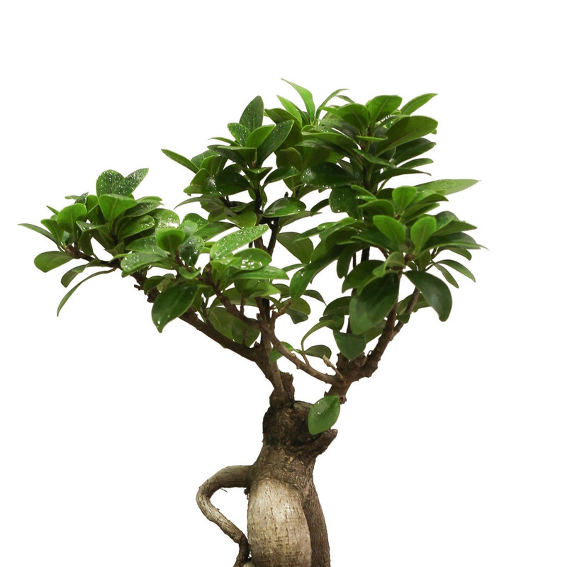 گیاه طبیعی بونسای جنسینگ مدل فیکوس گیاه طبیعی بونسای جنسینگ مدل فیکوس