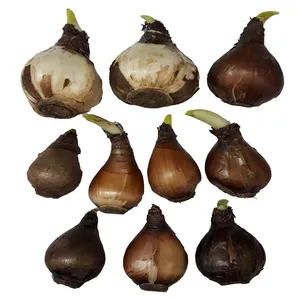 پیاز گل نرگس شصت پر مدل Na6 بسته 10 عددی
