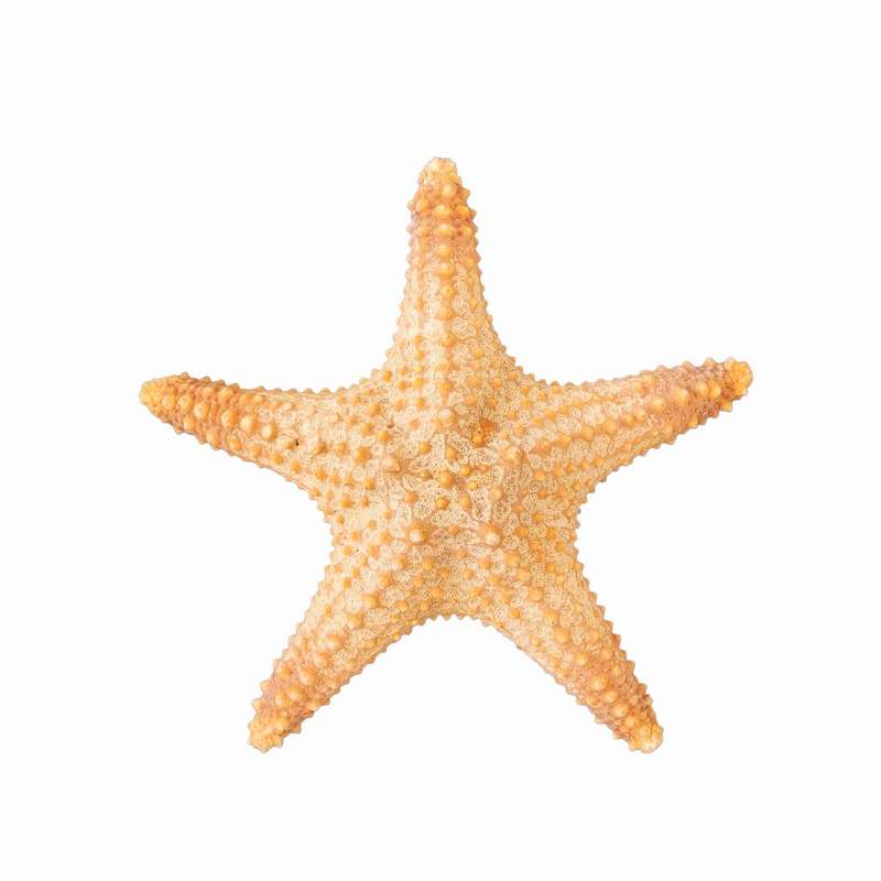 ستاره دریایی تزیینی مدل n19