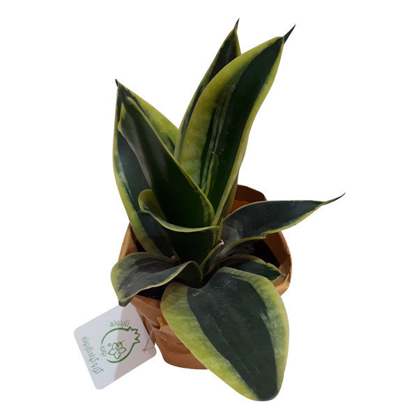 گیاه طبیعی سانسوریا ناردونه کد AB - M03 گیاه طبیعی سانسوریا ناردونه کد AB - M03