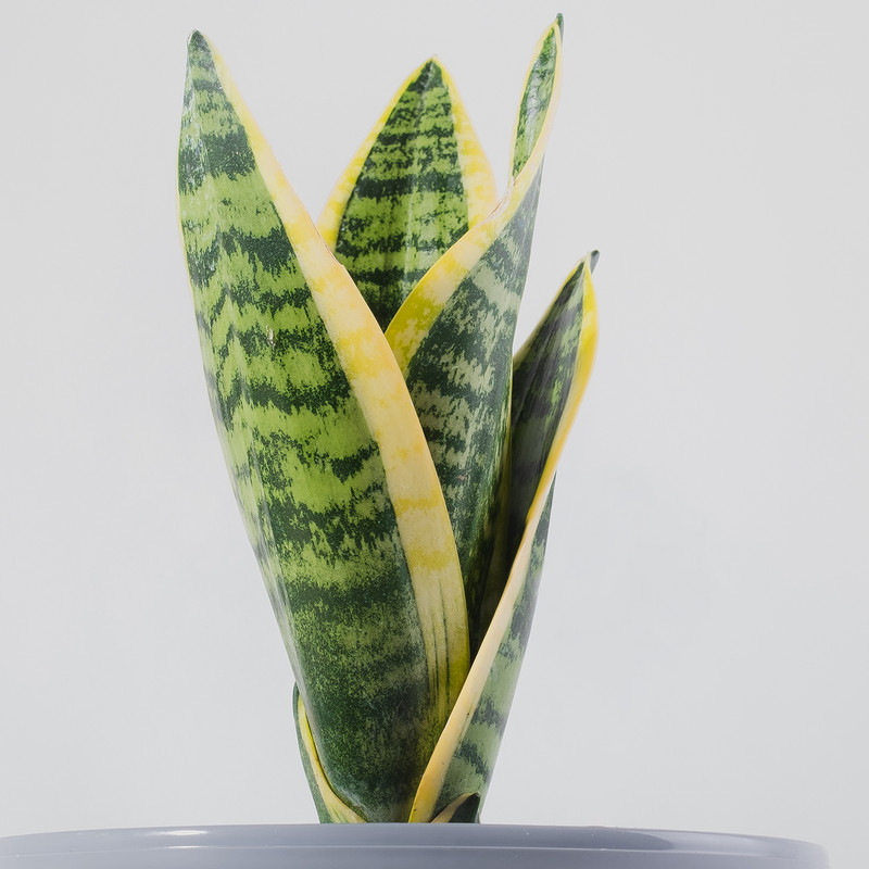 گیاه طبیعی سانسوریا کرواتی مدل P-10 گیاه طبیعی سانسوریا کرواتی مدل P-10