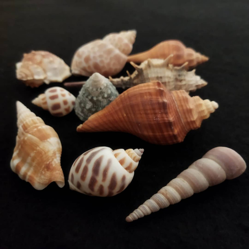 صدف تزیینی آکواریوم مدل a12212 بسته 5 عددی