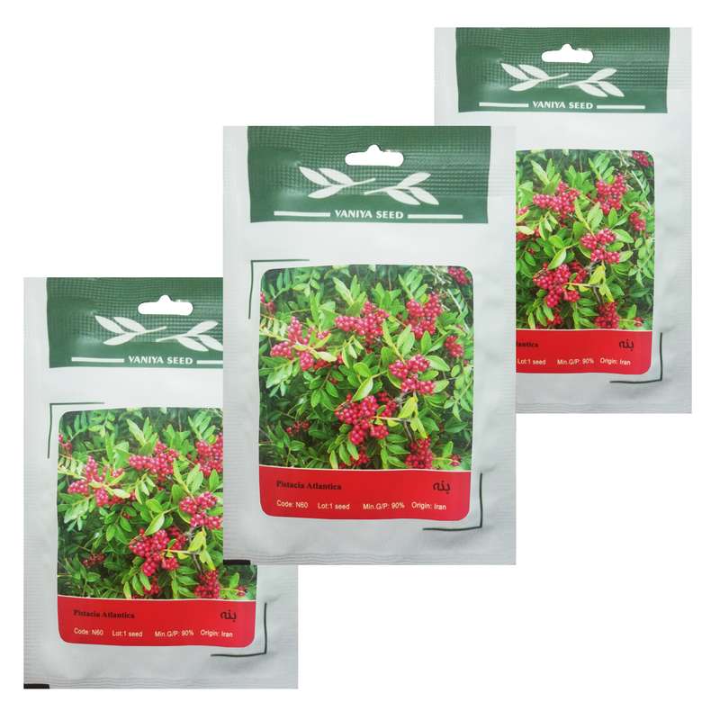 بذر بنسای بنه وانیا سید مدل T8 مجموعه 3 عددی