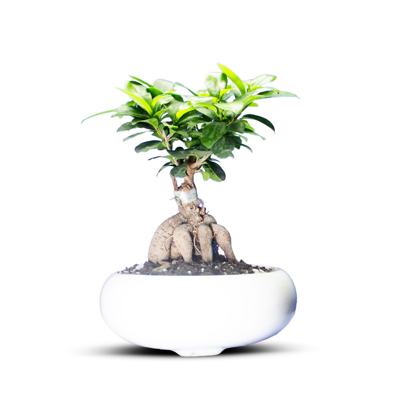 گیاه طبیعی بونسای جنسینگ کد 01